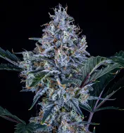 Sundae Thumper Auto