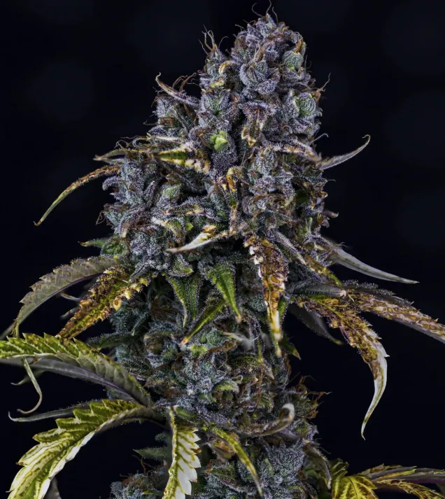 Toof Decay Auto