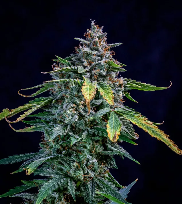 Walter White Auto