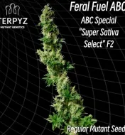 Feral Fuel ABC Regular&nbsp;
