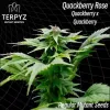 Quackberry Rose Regular