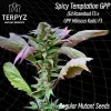 Spicy Temptation GPP Regular