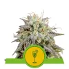 Mimosa Automatic WYPRZEDAŻ