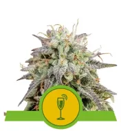 Mimosa Automatic WYPRZEDAŻ