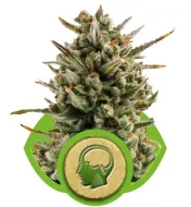 Amnesia Haze Automatic WYPRZEDAŻ