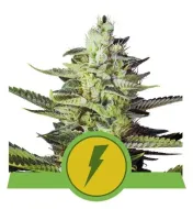 North Thunderfuck Auto WYPRZEDAŻ