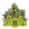 Autoflowering Mix WYPRZEDAŻ