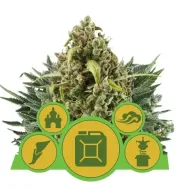 Autoflowering Mix WYPRZEDAŻ