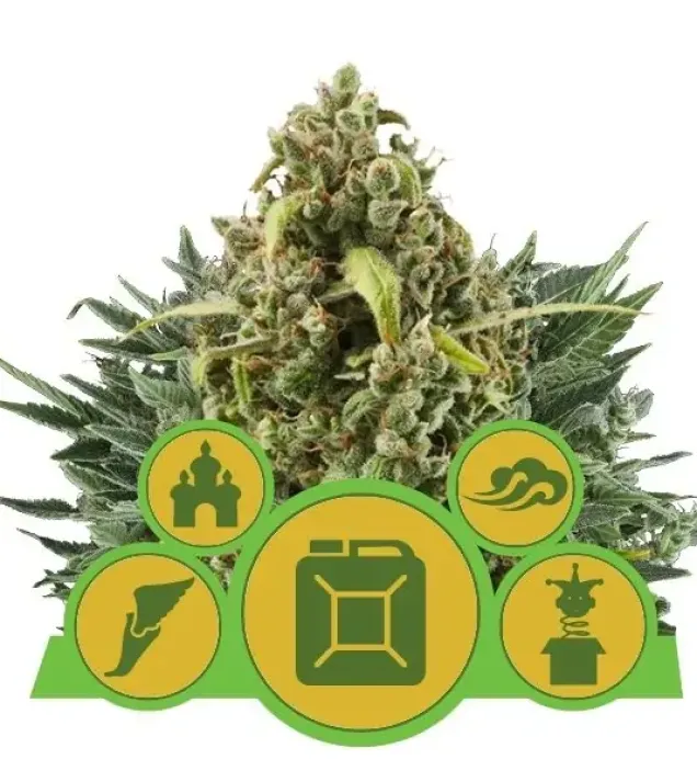 Autoflowering Mix WYPRZEDAŻ