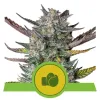 Purple Punch Automatic WYPRZEDAŻ