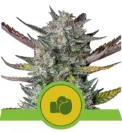 Purple Punch Automatic WYPRZEDAŻ