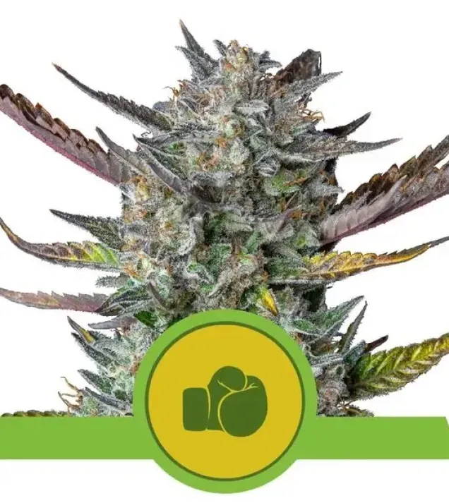 Purple Punch Automatic WYPRZEDAŻ