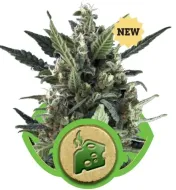 Blue Cheese Automatic WYPRZEDAŻ