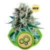 Bubble Kush Automatic WYPRZEDAŻ