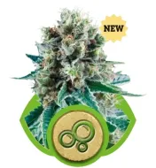 Bubble Kush Automatic WYPRZEDAŻ