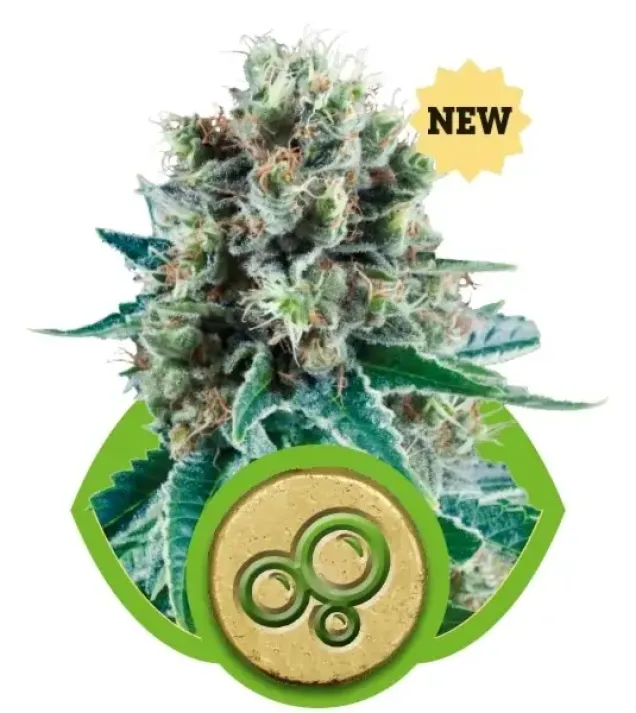 Bubble Kush Automatic WYPRZEDAŻ