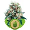Royal Creamatic WYPRZEDAŻ