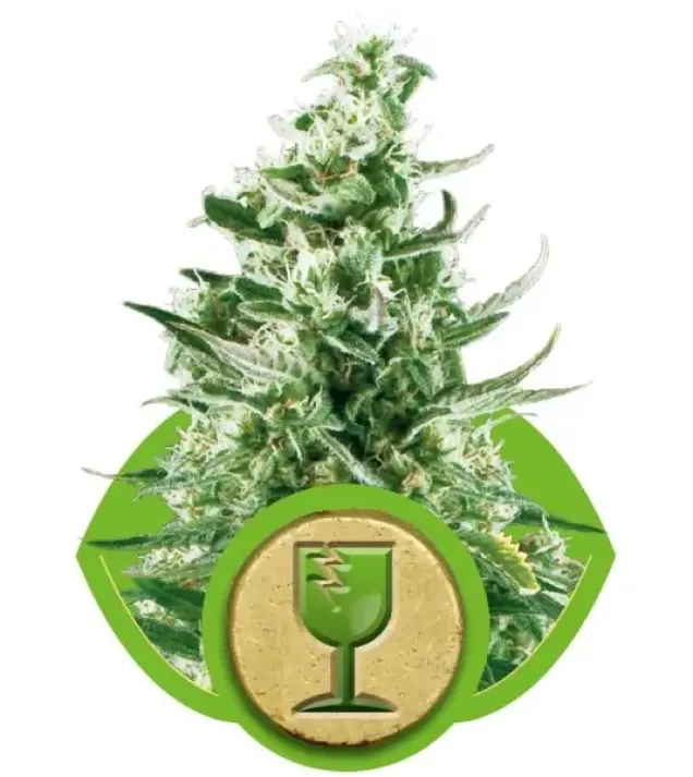 Royal Critical Automatic WYPRZEDAŻ