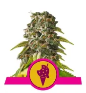 Cookies Gelato WYPRZEDAŻ