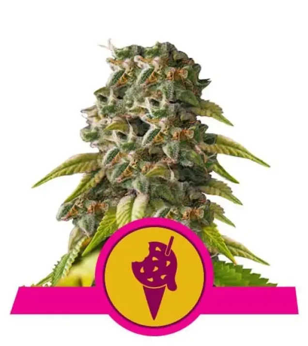 Cookies Gelato WYPRZEDAŻ