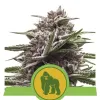 Royal Gorilla Automatic WYPRZEDAŻ