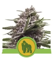 Royal Gorilla Automatic WYPRZEDAŻ