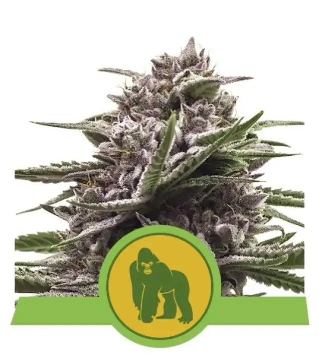Royal Gorilla Automatic WYPRZEDAŻ