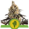 Cookies Gelato Auto WYPRZEDAŻ