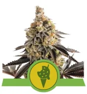 Cookies Gelato Auto WYPRZEDAŻ