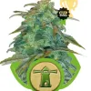 Royal Haze Automatic WYPRZEDAŻ