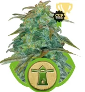 Royal Haze Automatic WYPRZEDAŻ