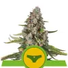 Sherbet Queen Automatic WYPRZEDAŻ