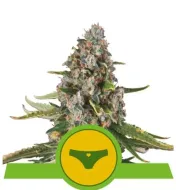 Sherbet Queen Automatic WYPRZEDAŻ