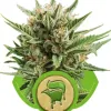 Sweet Skunk Automatic WYPRZEDAŻ