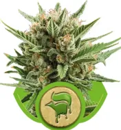Sweet Skunk Automatic WYPRZEDAŻ