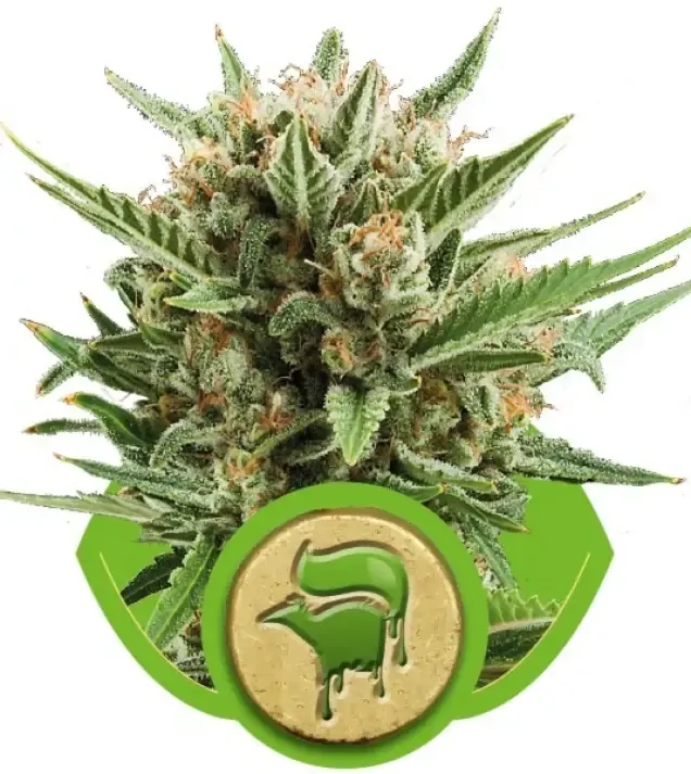 Sweet Skunk Automatic WYPRZEDAŻ