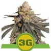 Triple G Auto WYPRZEDAŻ