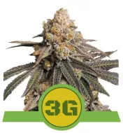 Triple G Auto WYPRZEDAŻ