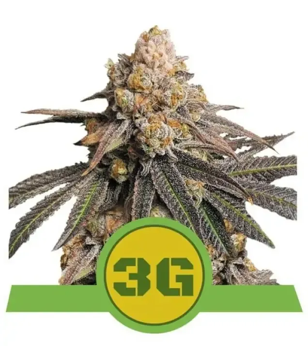 Triple G Auto WYPRZEDAŻ