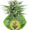 Easy Bud WYPRZEDAŻ