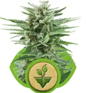 Easy Bud WYPRZEDAŻ