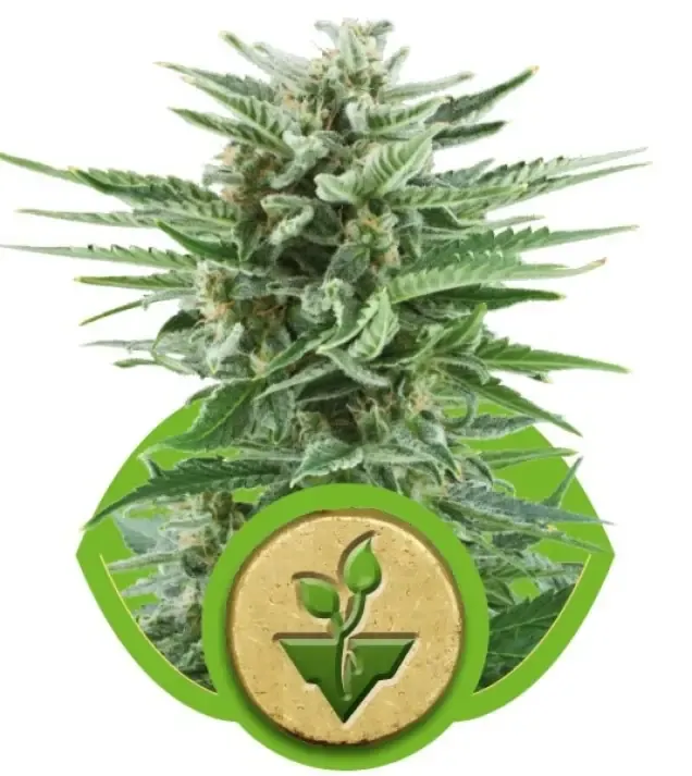 Easy Bud WYPRZEDAŻ