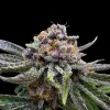 Cherry Cola RF3 Auto