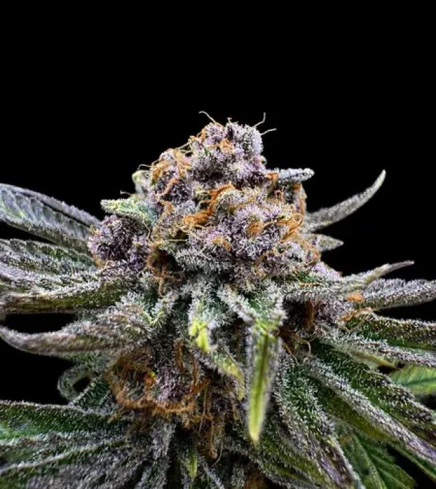 Cherry Cola RF3 Auto
