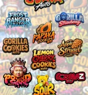 Mix Pack Auto