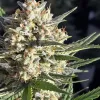 Super Boof Auto