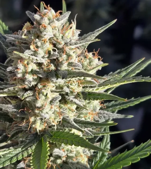 Super Boof Auto