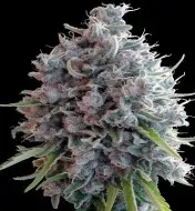 Killer A5 Haze WYPRZEDAŻ