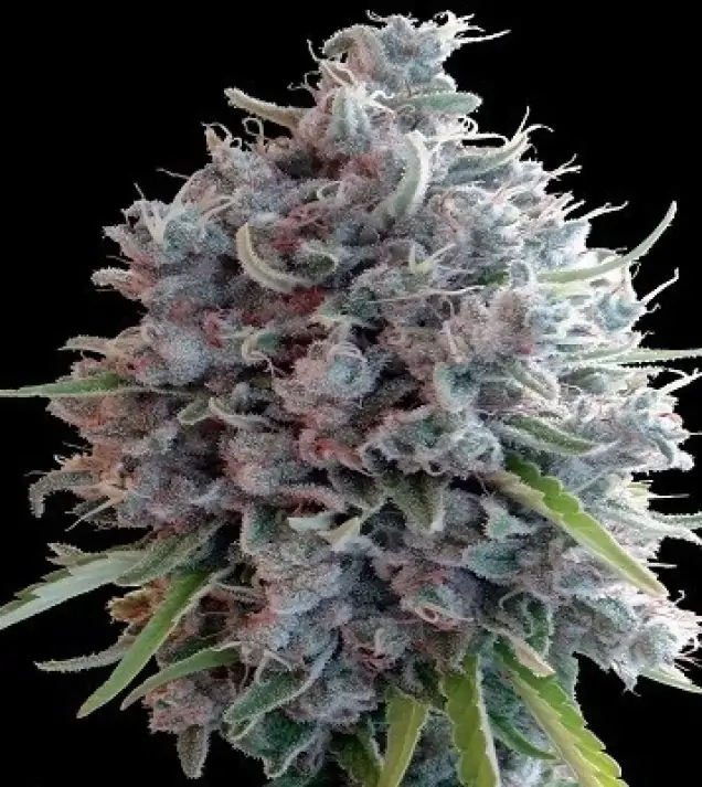 Killer A5 Haze WYPRZEDAŻ