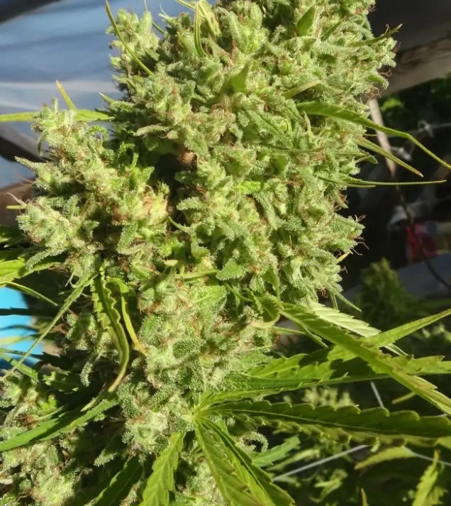 Killer A5 Haze WYPRZEDAŻ